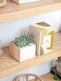 Succulents in gift box. - Image 