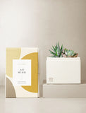 Succulents in gift box. - Image 