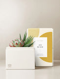 Succulents in gift box. - Image 