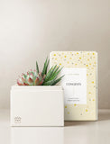 Succulents in gift box. - Image 