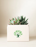 Succulents in gift box. - Image 