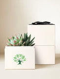 Succulents in gift box. - Image 