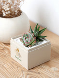 Succulents in gift box. - Image 