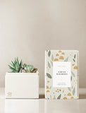 Succulents in gift box. - Image 