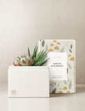 Succulents in gift box. - Image 