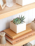 Succulents in gift box. - Image 