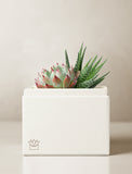 Succulents in gift box. - Image 