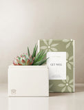 Succulents in gift box. - Image 