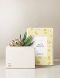 Succulents in gift box. - Image 