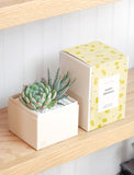 Succulents in gift box. - Image 