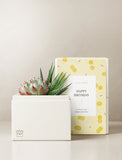 Succulents in gift box. - Image 