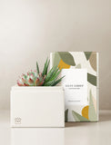 Succulents in gift box. - Image 