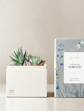 Succulents in gift box. - Image 