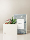Succulents in gift box. - Image 