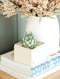 Succulents in gift box. - Image 