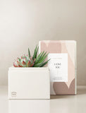Succulents in gift box. - Image 