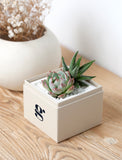 A small potted succulent plant in a cream-colored square box with a black monogram logo, placed on a light wooden tabletop next to a white ceramic vase with dried flowers. - Image 