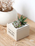 A square beige gift box with the text 'your logo HERE' printed on the side, filled with white pebbles and holding a small succulent plant. The box is placed on a light wood tabletop with a blurred white ceramic vase in the background. - Image 