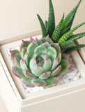 Succulents in gift box. - Image 