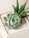 Succulents in gift box. - Image 