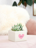 Two succulents in a white square planter featuring a pink heart and the word bestie, set on a soft pink surface. - Image 