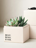 Succulents in gift box. - Image 