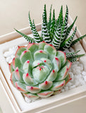 Close up of plant. - Image 