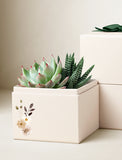 Succulents in gift box. - Image 