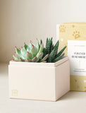Succulents in gift box. - Image 
