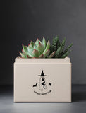 Succulents in gift box. - Image 