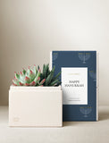 Succulents in gift box. - Image 