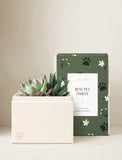 Succulents in gift box. - Image 
