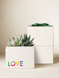 Succulents in gift box. - Image 