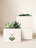 Succulents in gift box. - Image 