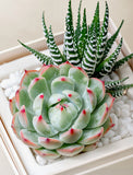 Glow Garden: Succulent arrangement with a green Echeveria and striped Haworthia in a white planter with pebbles. - Image 