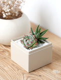 Two vibrant succulents in a modern beige square planter with white pebbles, on a wooden surface. - Image 