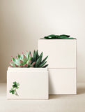 Succulents in gift box. - Image 