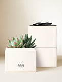 Succulents in gift box. - Image 
