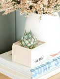 Succulents in gift box. - Image 