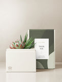 Succulents in gift box. - Image 