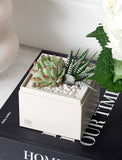 Succulents in gift box. - Image 