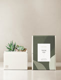 Succulents in gift box. - Image 