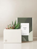 Succulents in gift box. - Image 