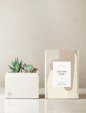 Succulents in gift box. - Image 