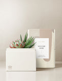 Succulents in gift box. - Image 