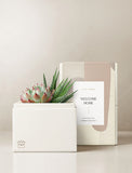 Succulents in gift box. - Image 