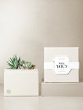 Succulents in gift box. - Image 
