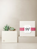 Succulents in gift box. - Image 