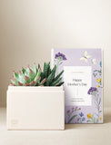 Succulents in gift box. - Image 