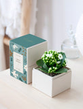 White Kalanchoe succulent in a festive Happy Holidays gift box with teal and gold botanical illustrations. - Image 